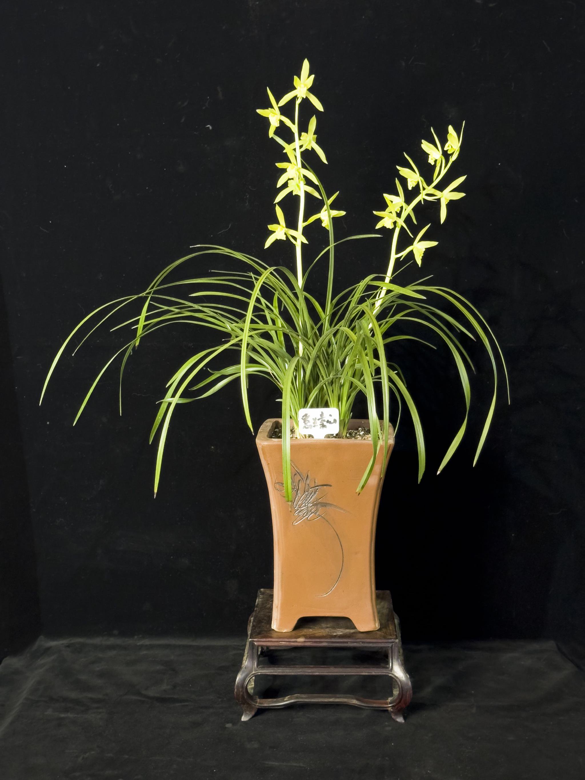 "兰艺石光"兰花空间艺术展在北京园博园奇石园开展