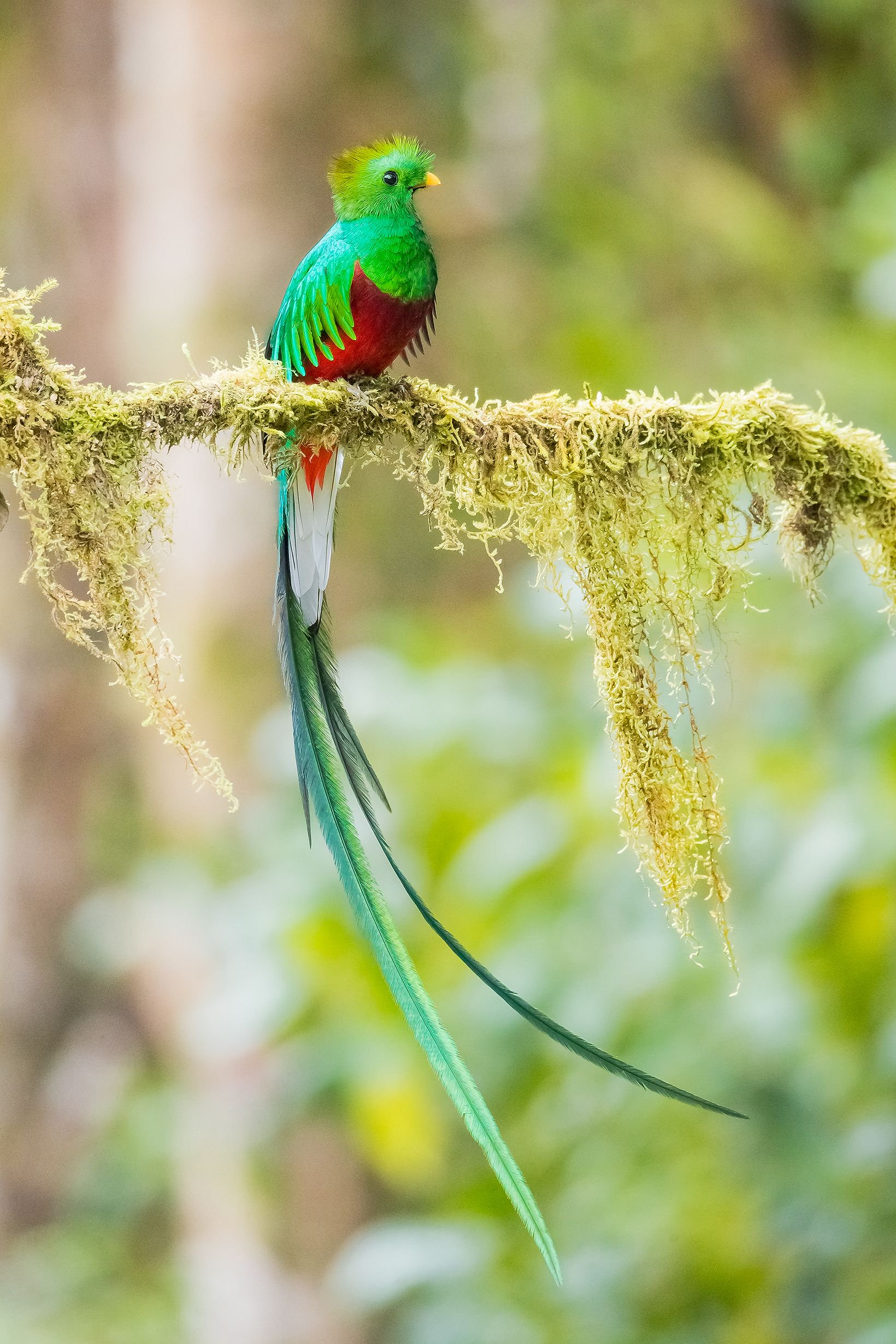 印加蛇神凤头绿咬鹃,顾云芳 摄爱情之舞,蓝黄金刚鹦鹉,顾云芳 摄驻守