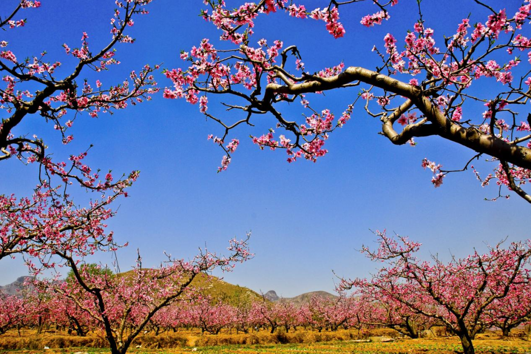 恋乡骑行保定3条赏花线路带您探寻顺平最美春天