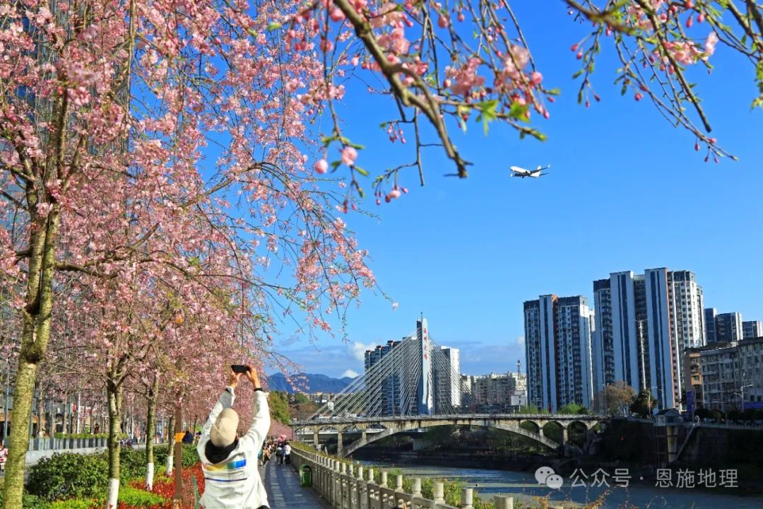 乡伍家台村茶园姚进 摄恩施柳州城长堰塘村映马云池有机茶叶基地文林