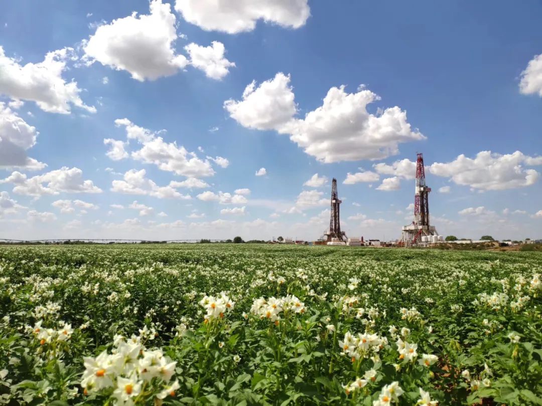 毛乌素沙漠里的神秘来客!_新浪财经_新浪网