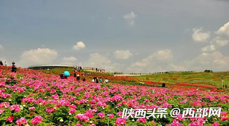 油菜花,牡丹花,黑稻田 汉中洋县有机产业有自己的"三原色"|汉中市