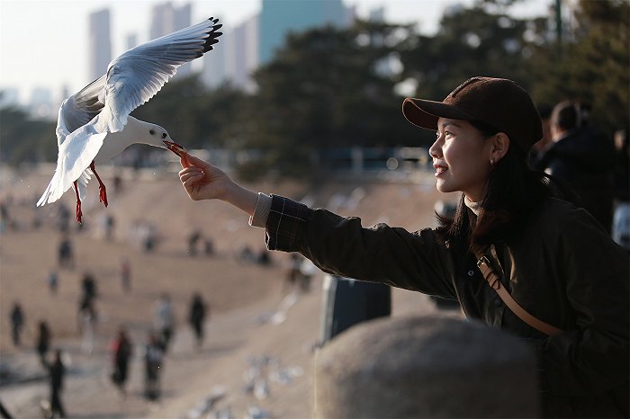 每年冬天海鸥来到青岛前海一线过冬，海鸥也成了青岛市民的“老朋友”。 毕天宇摄