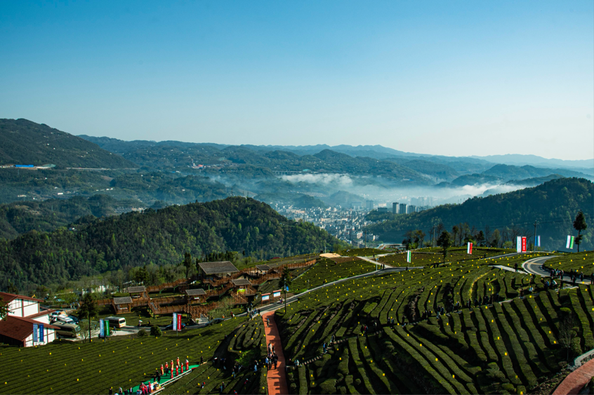 湖北五峰:春茶开园再绘产业新篇 活动协议购销额10.