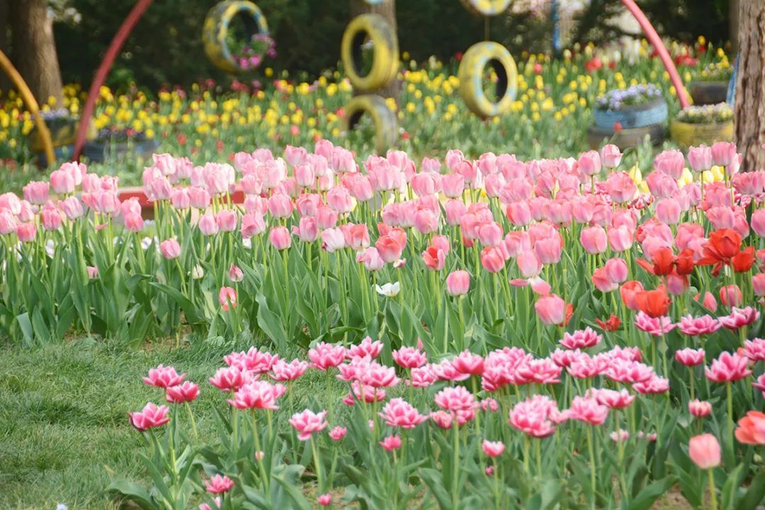 4月4日开幕！2024北京郁金香文化节北京国际鲜花港展区等您来~（文末有福利）|北京市|郁金香|北京市|郁金香|北京国际鲜花港展区_手机新浪网