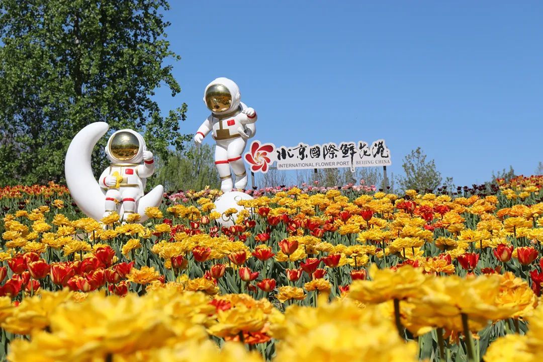 2024北京郁金香文化节北京国际鲜花港展区等您来~(文末有福利)|北京市