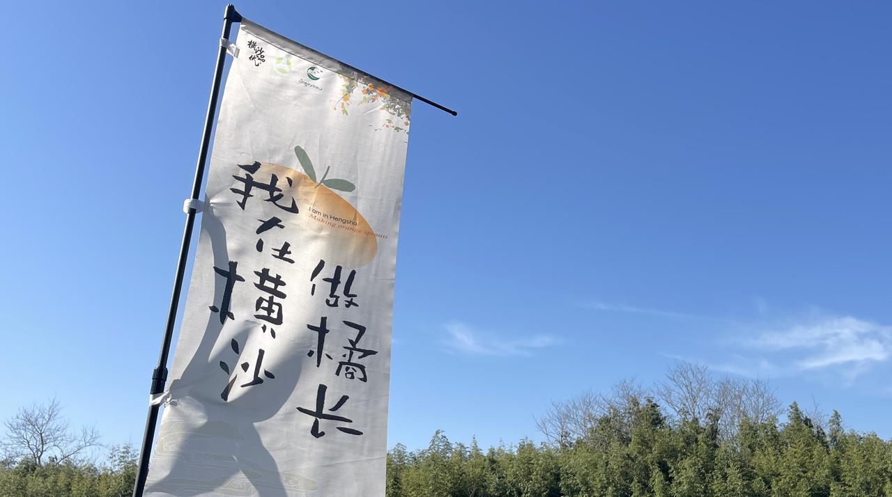 来横沙当橘长:认养一棵橘树 收获一整年橘子