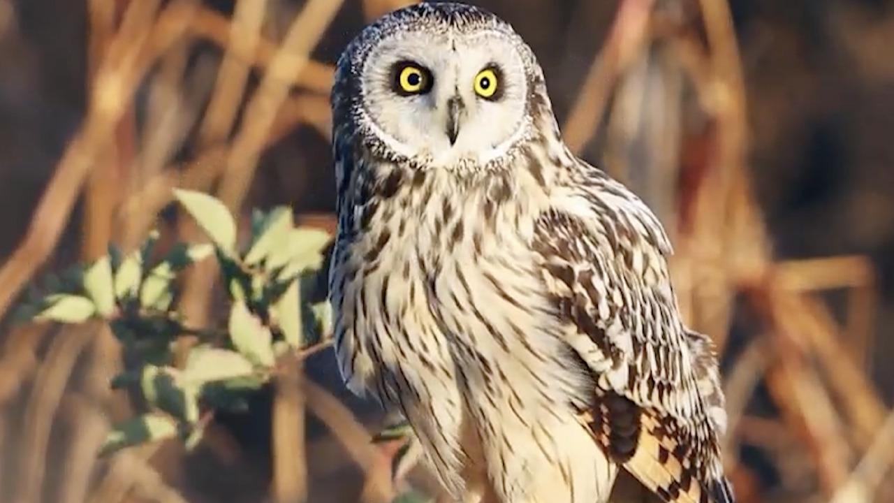 你好昆明:在滇池邂逅"萌禽"短耳鸮