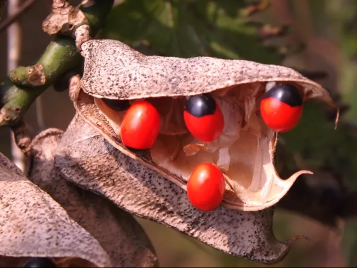 谁来管管自然界最强造假厂牌,一种植物"造假"整片