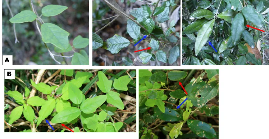 谁来管管自然界最强造假厂牌,一种植物"造假"整片森林|文献_新浪财经