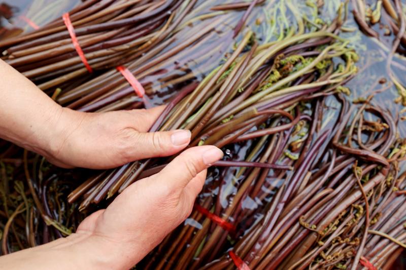 新闻多一度 | 年轻人组团"打野" 网传挖野菜攻略可信吗?