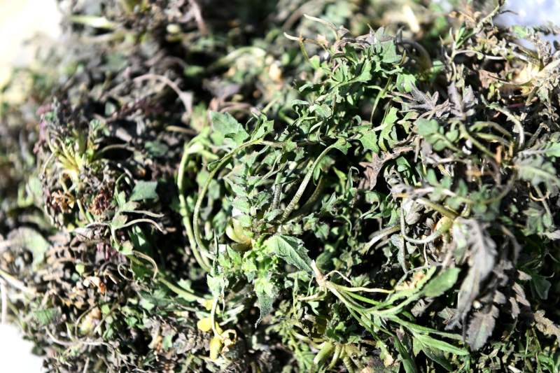 荠菜图片来自ic photo红芽香椿图片来自ic photo艾草图片来自ic photo