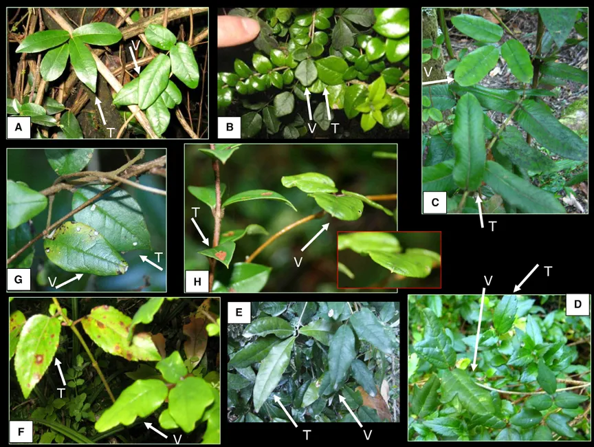 谁来管管自然界最强造假厂牌,一种植物"造假"整片