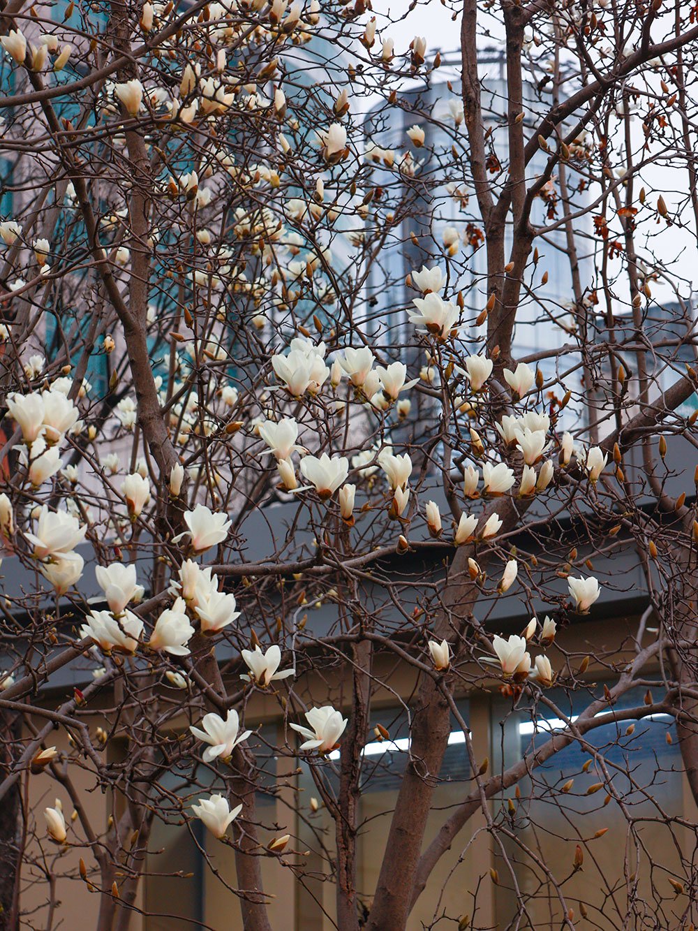 白玉兰何以当市花,古树怎么葆青春?这场citywalk讲述城中自然|白玉兰_