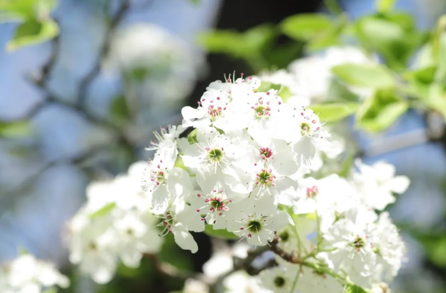 早春桃李杏梅樱花,该如何分辨?市园林绿化局指南来了