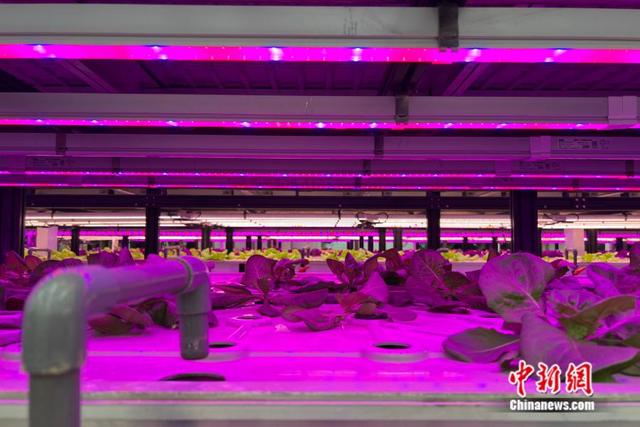 云天化绿色农业科创中心中，AI种植植物工厂正在培育农产品。中新网张钰惠 摄