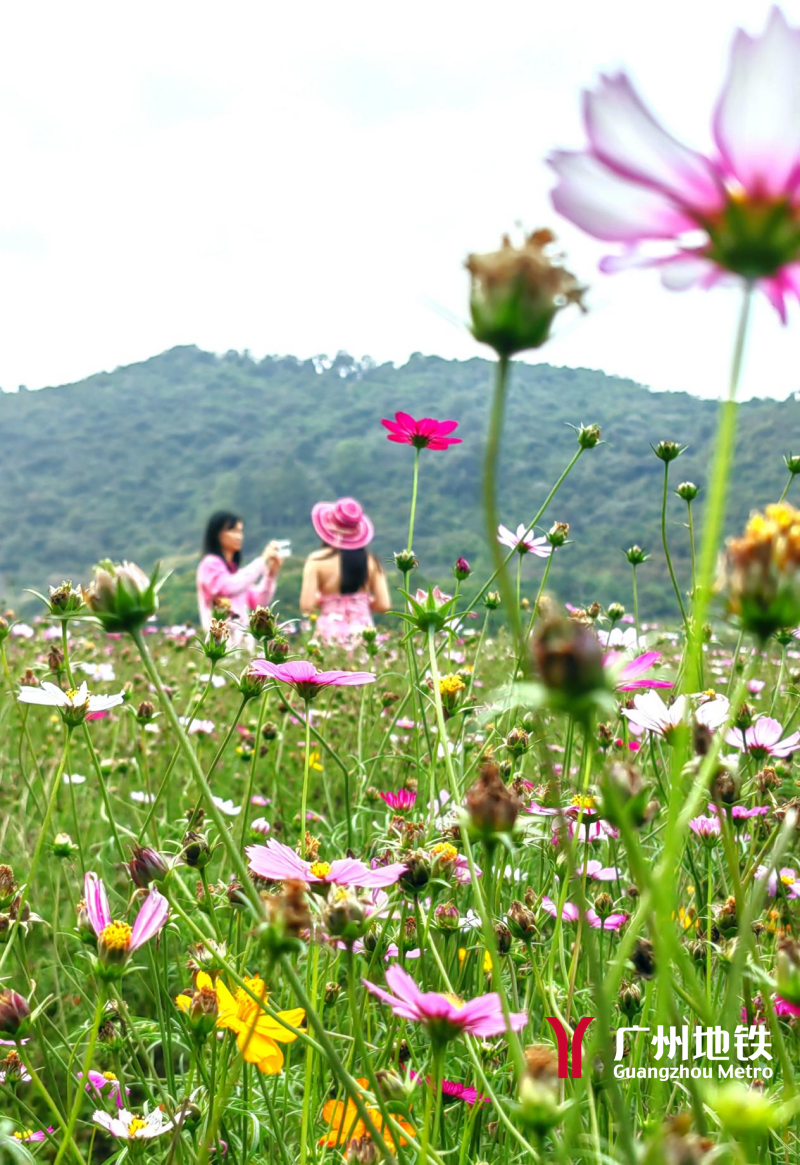 人间四月春正浓南沙这些地方美如画