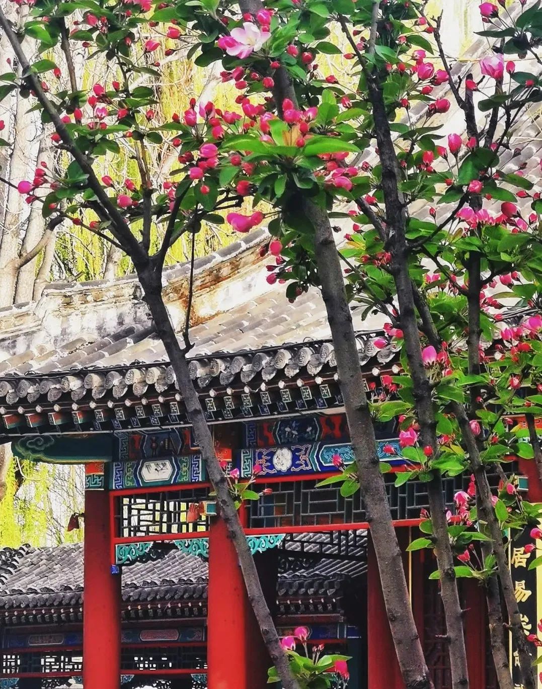 太美了!荣国府的西府海棠开了