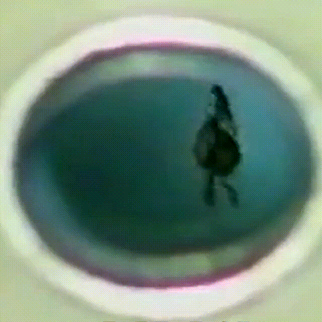 "磁"力青蛙:悬浮模拟太空失重的奥秘|磁场|电子|特斯拉_新浪新闻