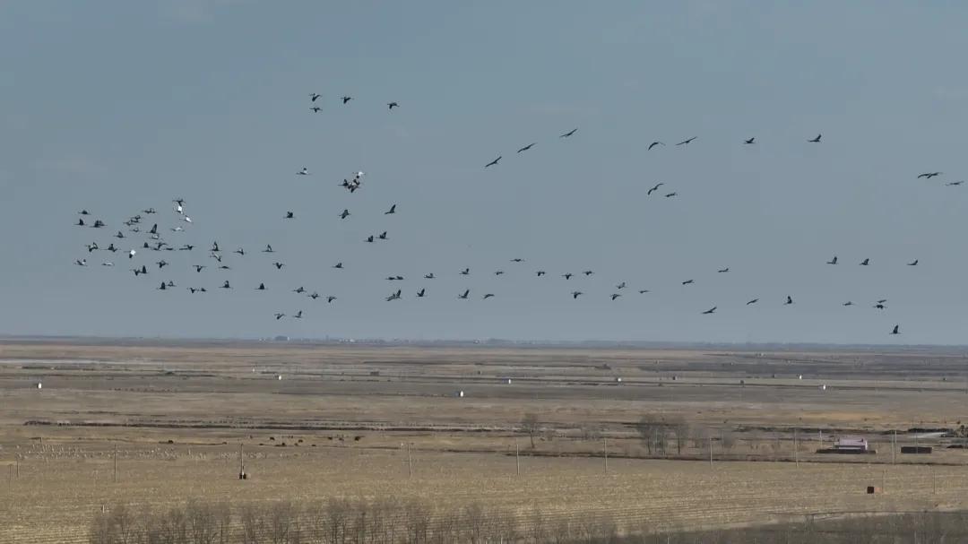 人民日报点赞吉林多种措施保护湿地生态