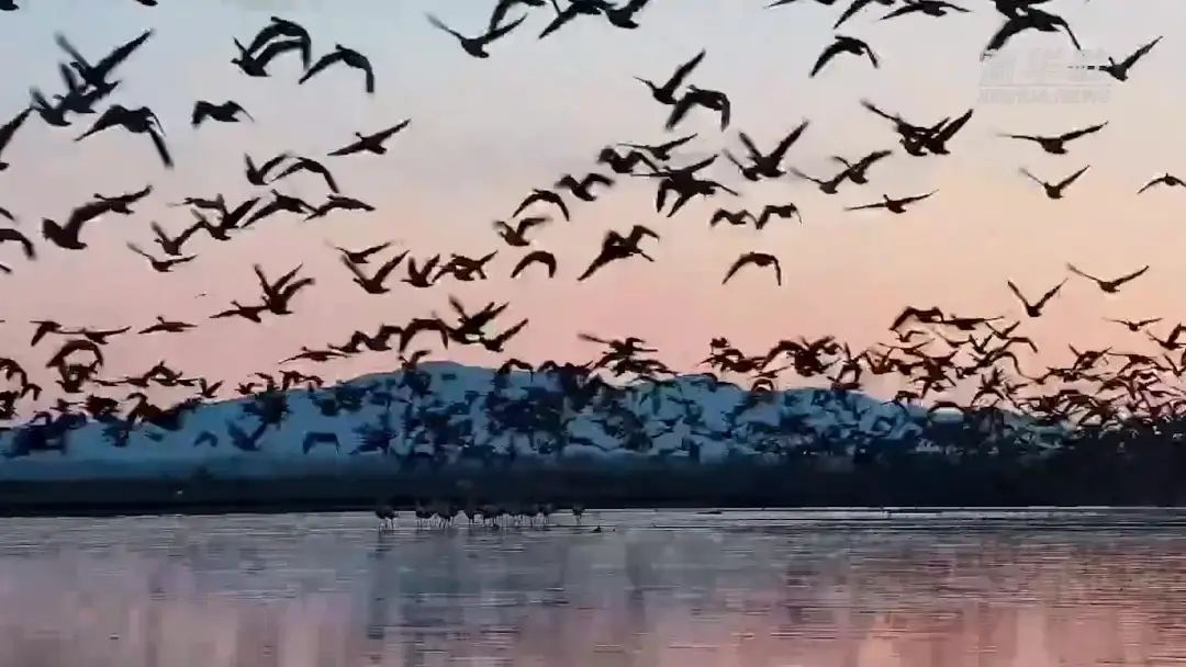人民日报点赞吉林多种措施保护湿地生态