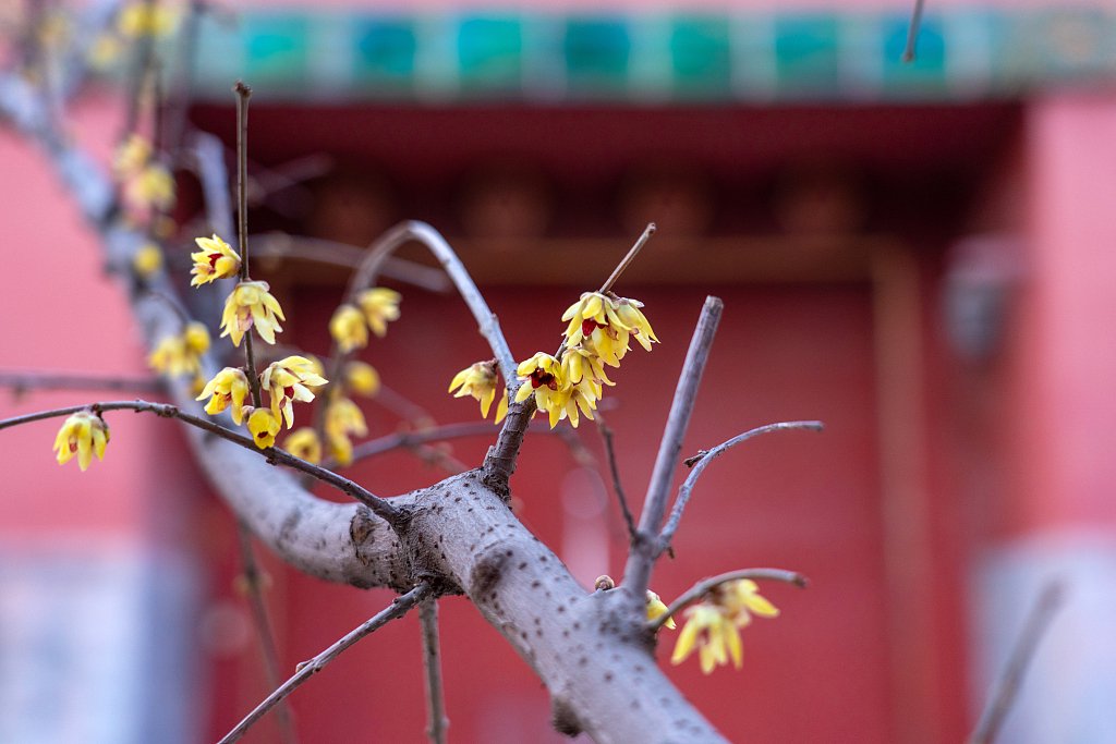 故宫腊梅花绽放