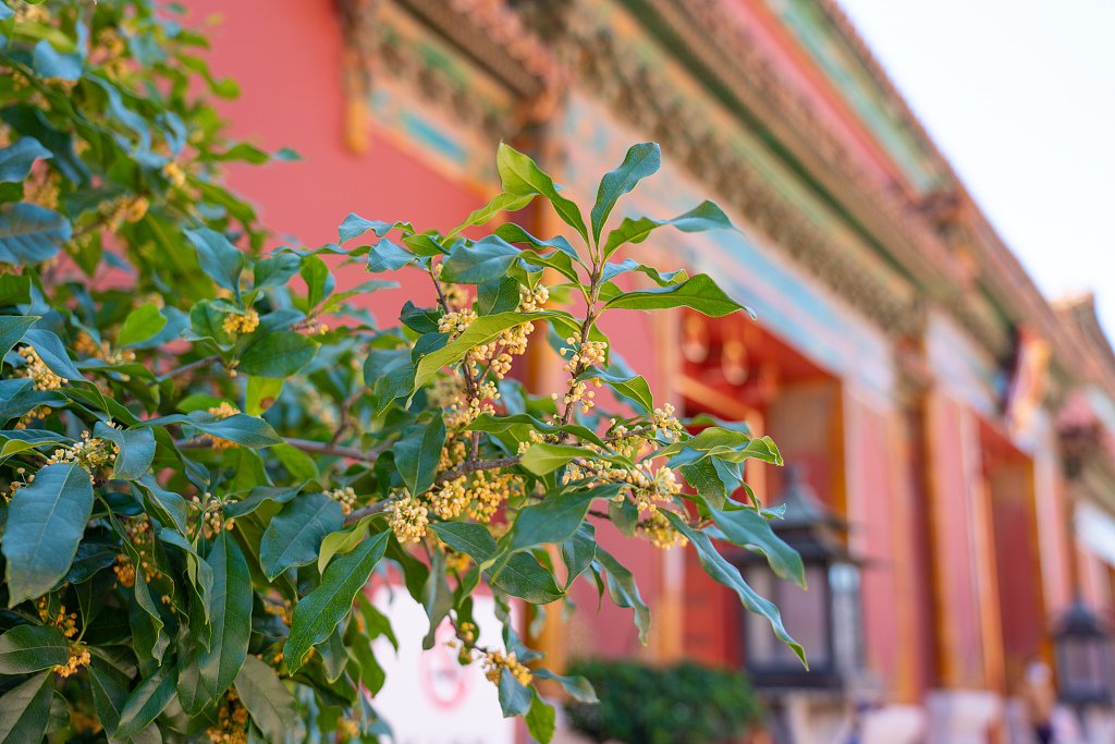 故宫桂花绽开当天气日渐清冷,萧瑟的秋天降临了紫禁城.