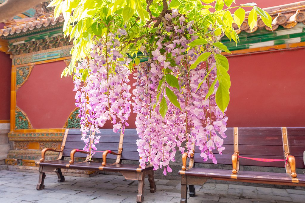 宫外搭架培植紫藤,紫禁城寸土寸金,选择长藤缠树的方式种植.