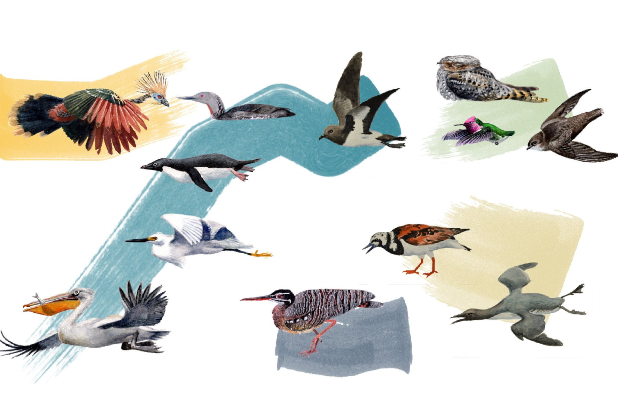 首提元素鸟类群概念 科学家重构鸟类物种"生命之树"|科研_新浪财经