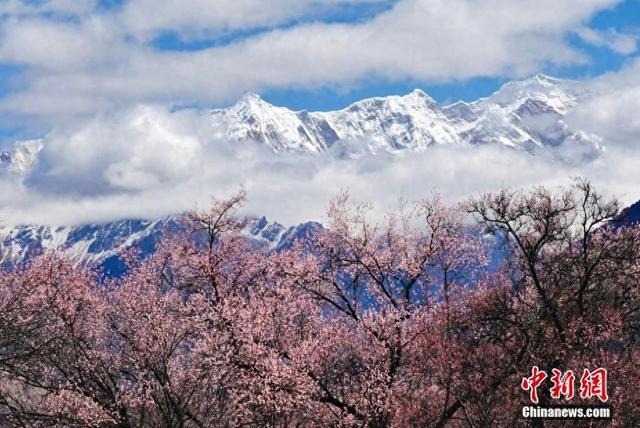 山居于此桃花开,醉美林芝迎客来