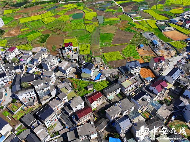 登山远眺,可以看到花海中的古徽州民居,在漫山遍野的金黄色中,掩映着