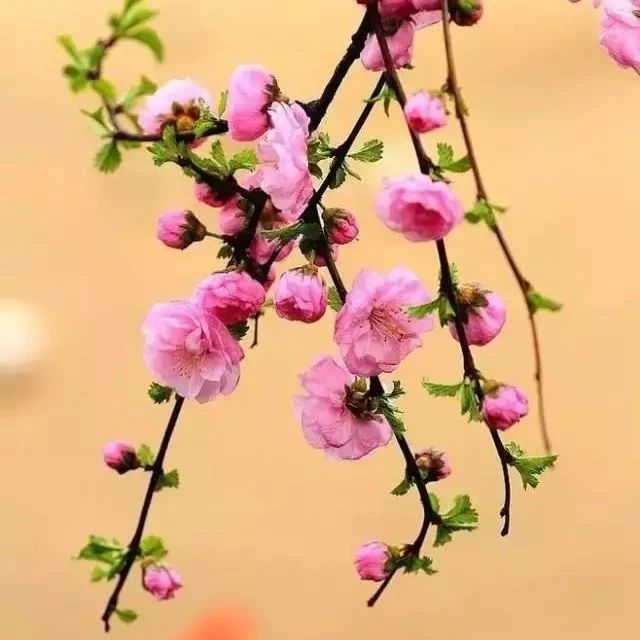 拍花,还是竖构图好看,经典竖构图范本!|构图_新浪新闻