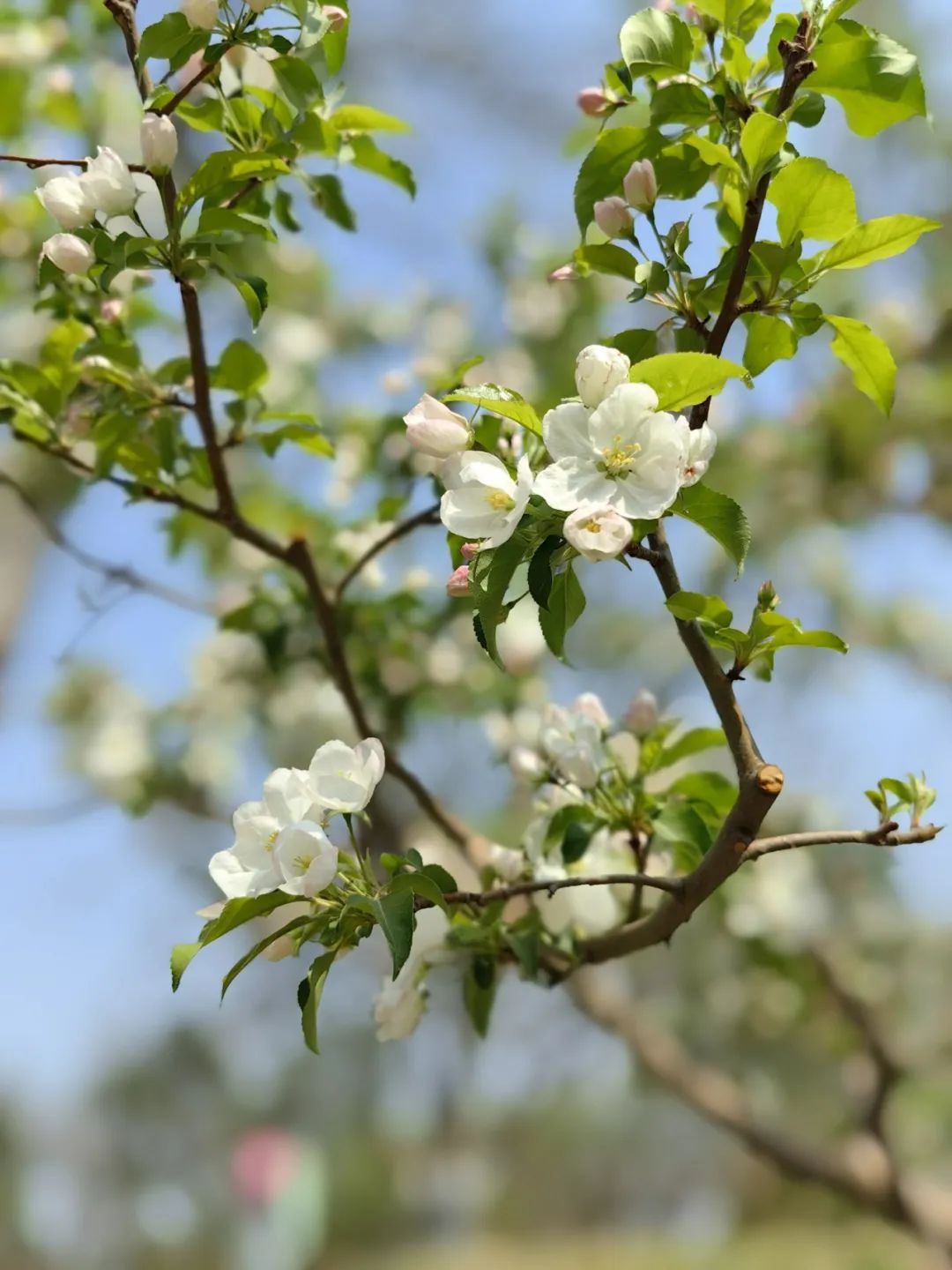 花中贵妃北京朝阳海棠花观赏指南来了