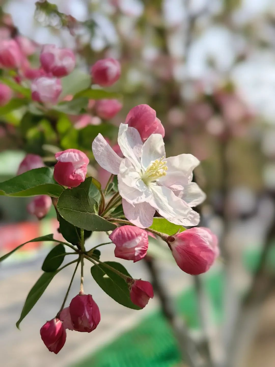 花中贵妃北京朝阳海棠花观赏指南来了