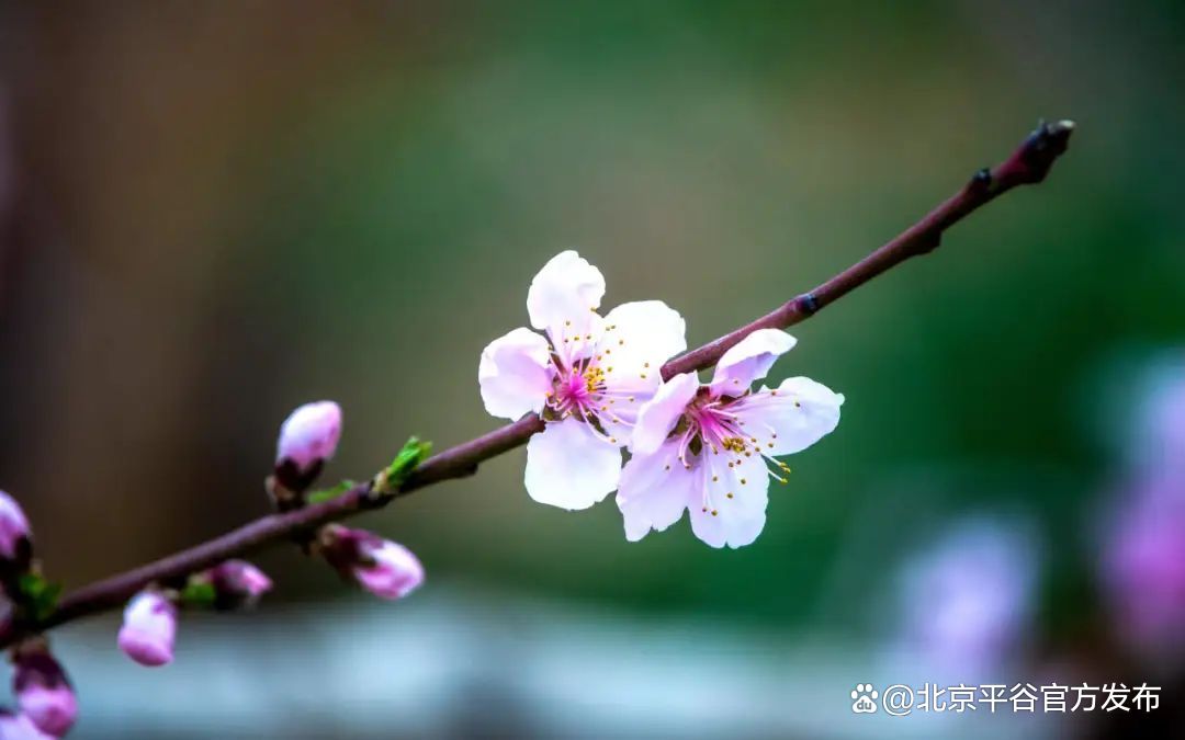 北京平谷国际桃花节4月8日开幕完成打卡全年免费畅游所有景区