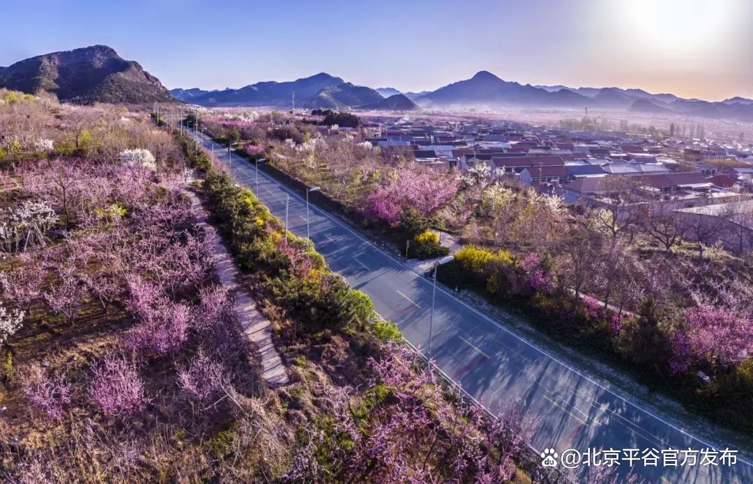 北京平谷国际桃花节4月8日开幕完成打卡全年免费畅游所有景区