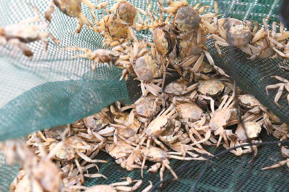 白色大闸蟹来了 你要试试吗?|螃蟹_新浪财经_新浪网