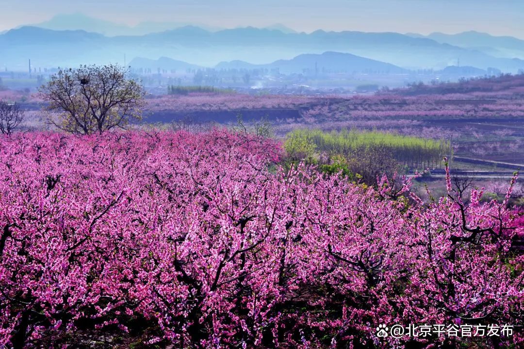北京平谷国际桃花节4月8日开幕完成打卡全年免费畅游所有景区