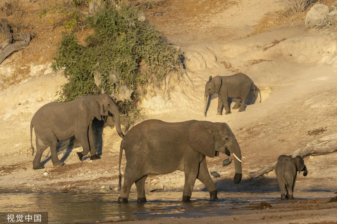 这国总统:这么喜欢大象,送2万头给德国