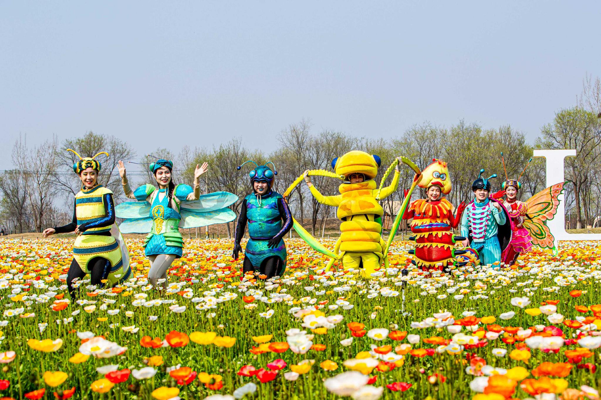 永定河畔绽放千亩花毯!紫谷伊甸园正式开园 赏花期长达7个月