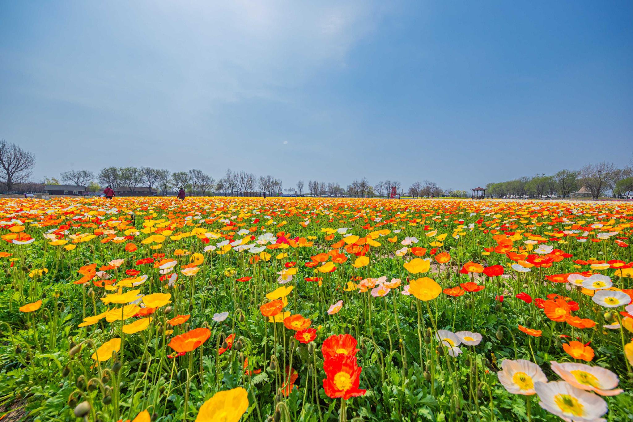 紫谷伊甸园正式开园 赏花期长达7个月_新浪财经_新浪网