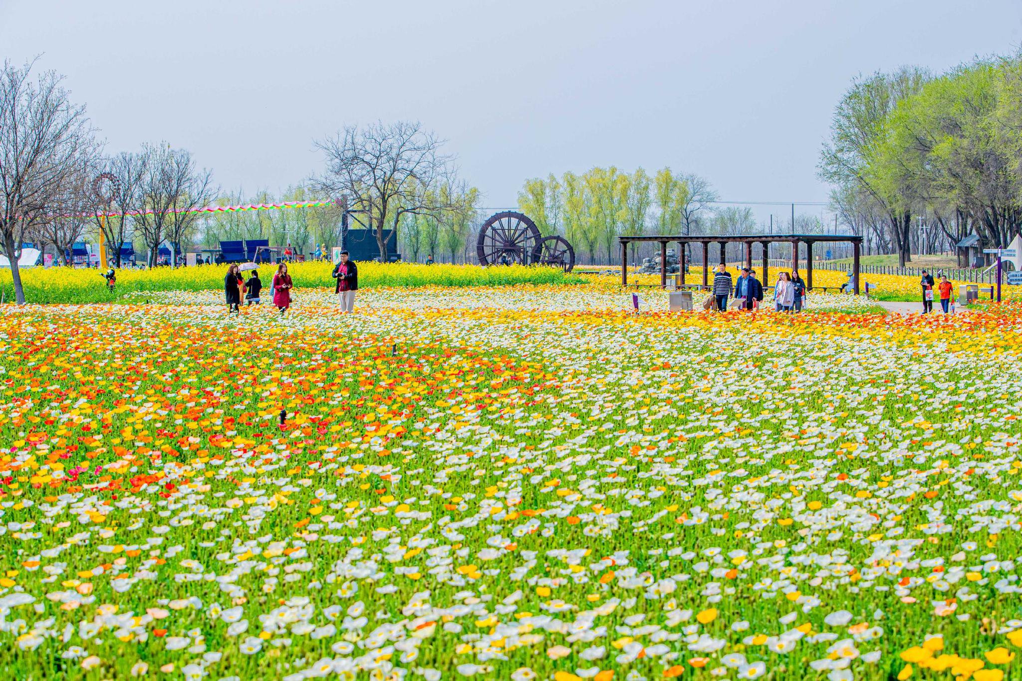 永定河畔绽放千亩花毯!紫谷伊甸园正式开园 赏花期长达7个月