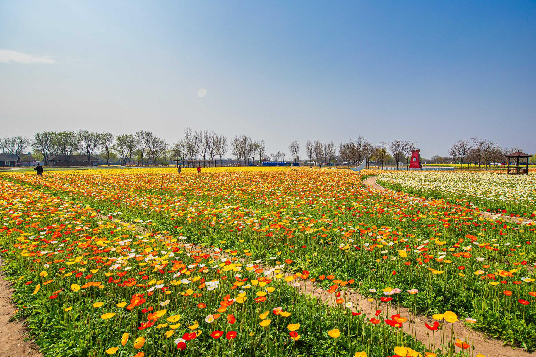 永定河畔绽放千亩花毯!紫谷伊甸园正式开园 赏花期长达7个月