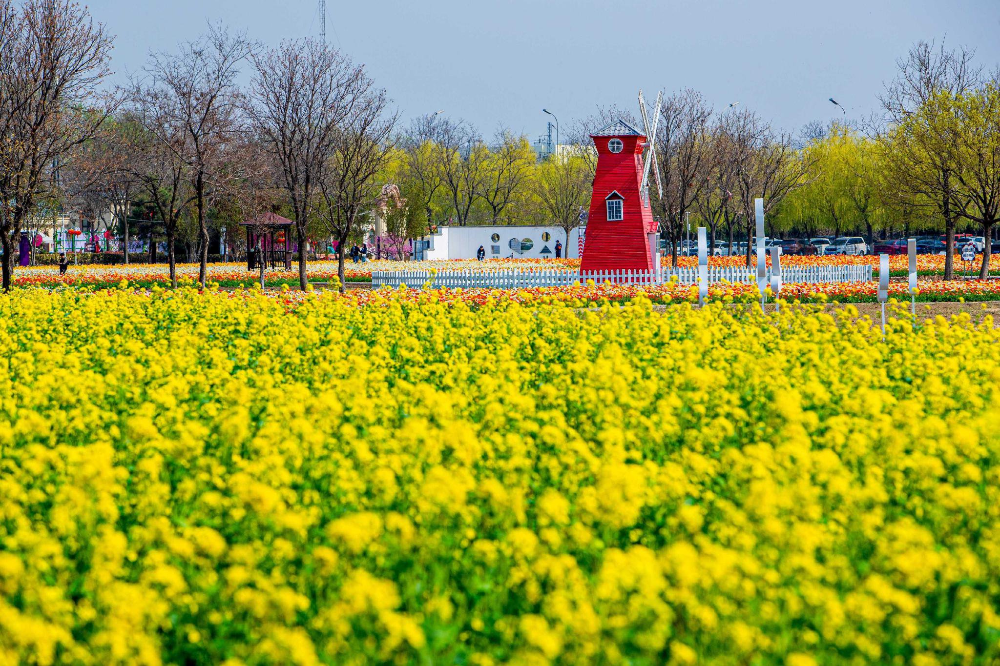 永定河畔绽放千亩花毯!紫谷伊甸园正式开园 赏花期长达7个月