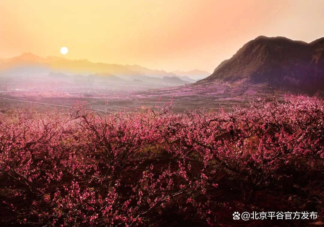 北京平谷国际桃花节4月8日开幕完成打卡全年免费畅游所有景区