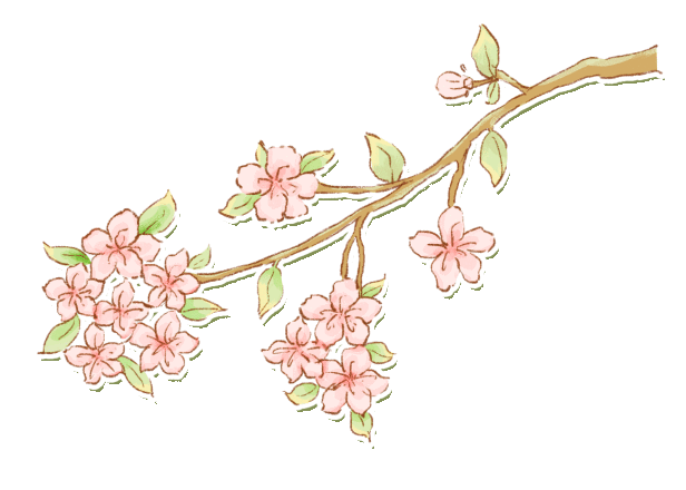 云南|昆明|蓝花楹_新浪新闻