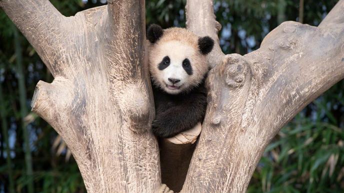 大熊猫福宝回家啦！100秒回顾最暖“韩剧男主”的“成长日记”