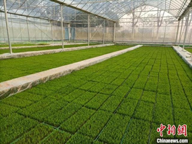 图为育秧大棚.石鼓区融媒体中心供图