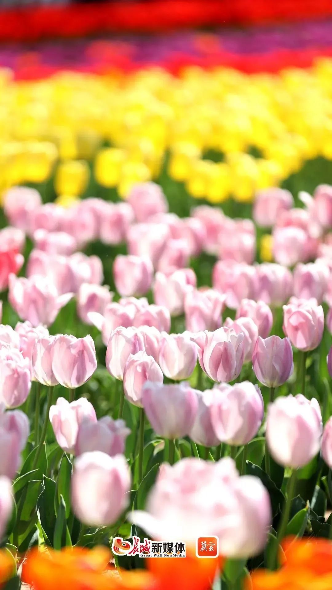 廊坊市文化公园郁金香开放.图片来自长城新媒体
