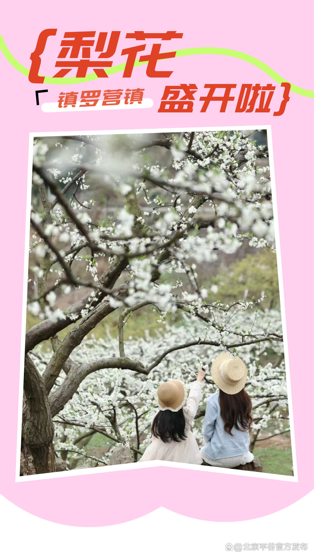 梨花盛放平谷镇罗营镇许你一场春季的浪漫打卡平谷最美赏花地②